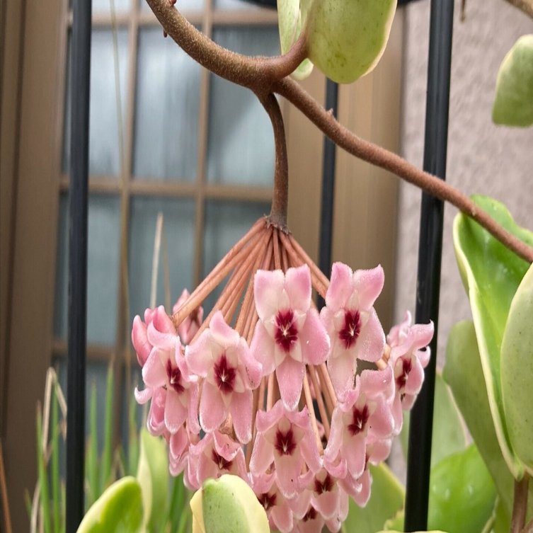 サクララン（ホヤカルノーサ）Hoya carnosa｜シバイヌモモ