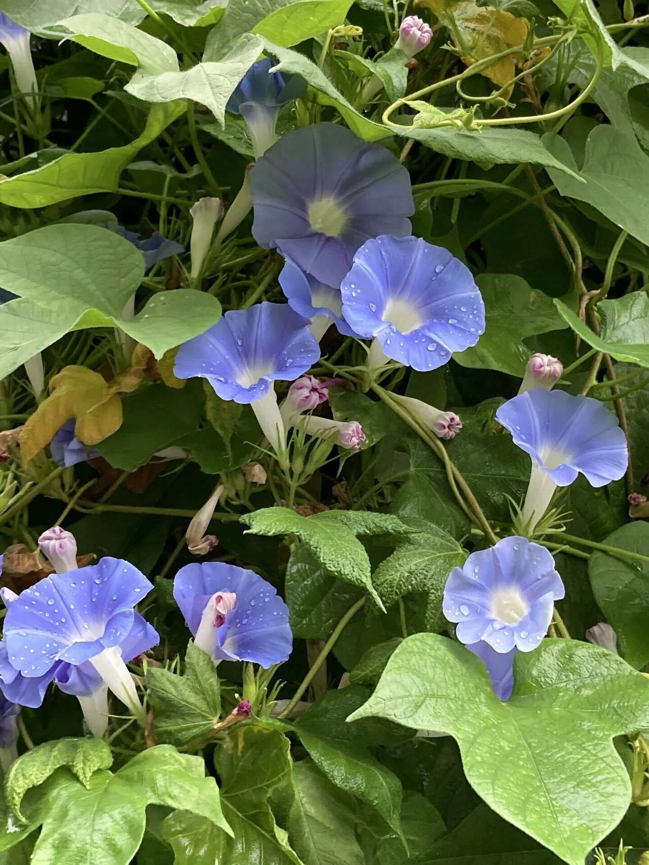 Hara-bo's Morning Glories｜f-adept