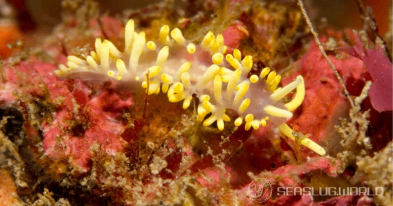 コガネミノウミウシに学名がつきました｜世界のウミウシ