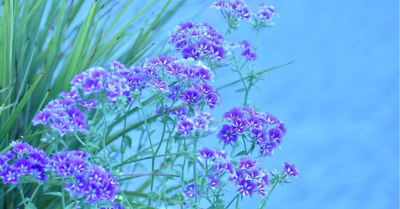 日々を躱すように生きている｜かるかや