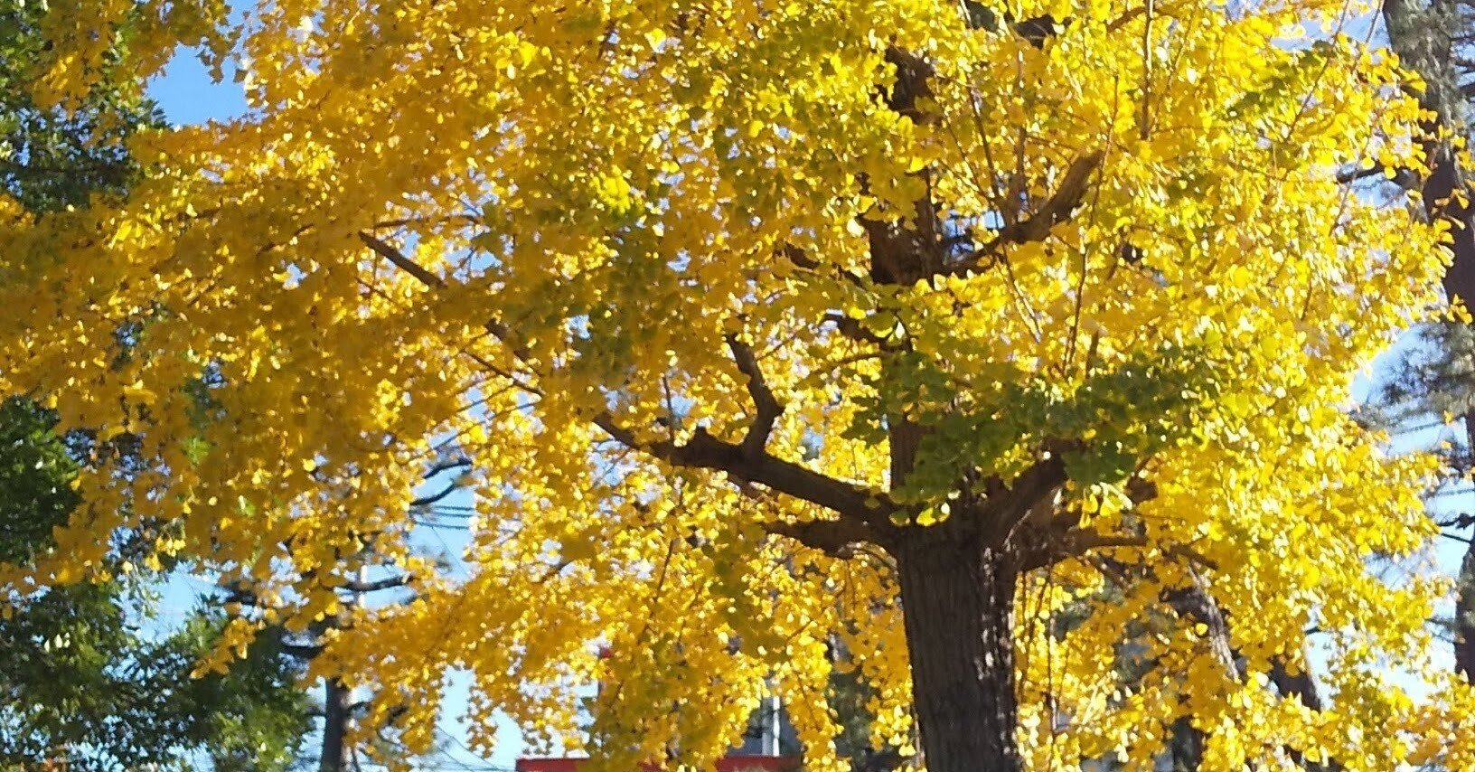 昭和の短歌］たとへば君 ガサッと落葉すくふやうに私をさらつて行つて