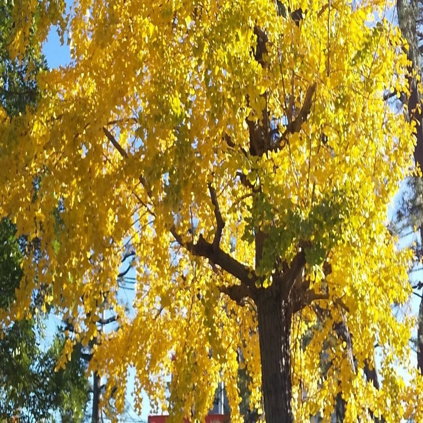 昭和の短歌］たとへば君 ガサッと落葉すくふやうに私をさらつて行つて