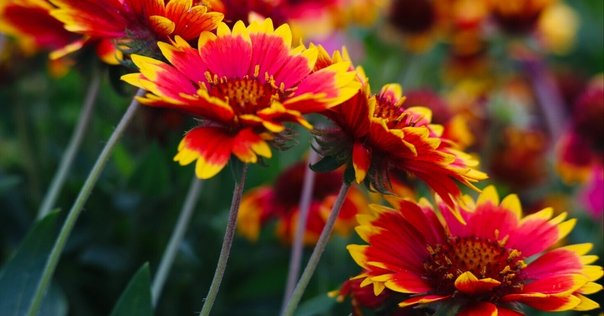 ダリア（感謝） Gracias/ダリア(ワイン)M BIGフラワーシリーズ/P-324 - 花材通販