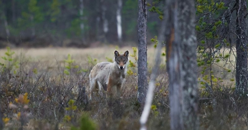 写真家 林祐介｜note