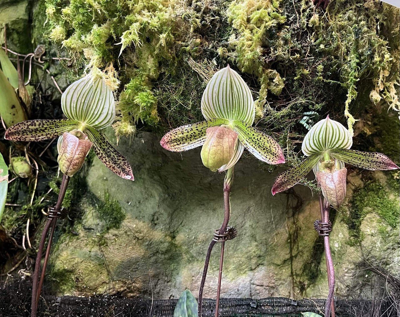 Vol.5-3｜花旅inシンガポール🇸🇬 南国花図録2025｜Sayaka｜Floris of