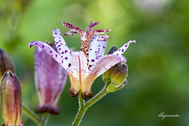 花の色が地味なので、近づくまではあまり気にならない花、ホトトギス。