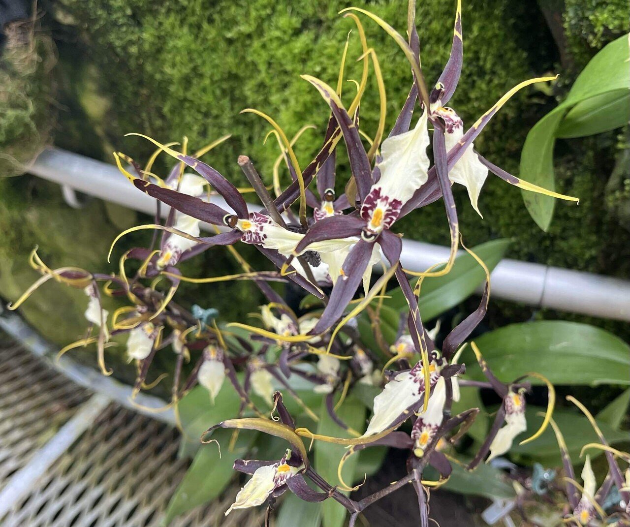 Vol.5-3｜花旅inシンガポール🇸🇬 南国花図録2025｜Sayaka｜Floris of