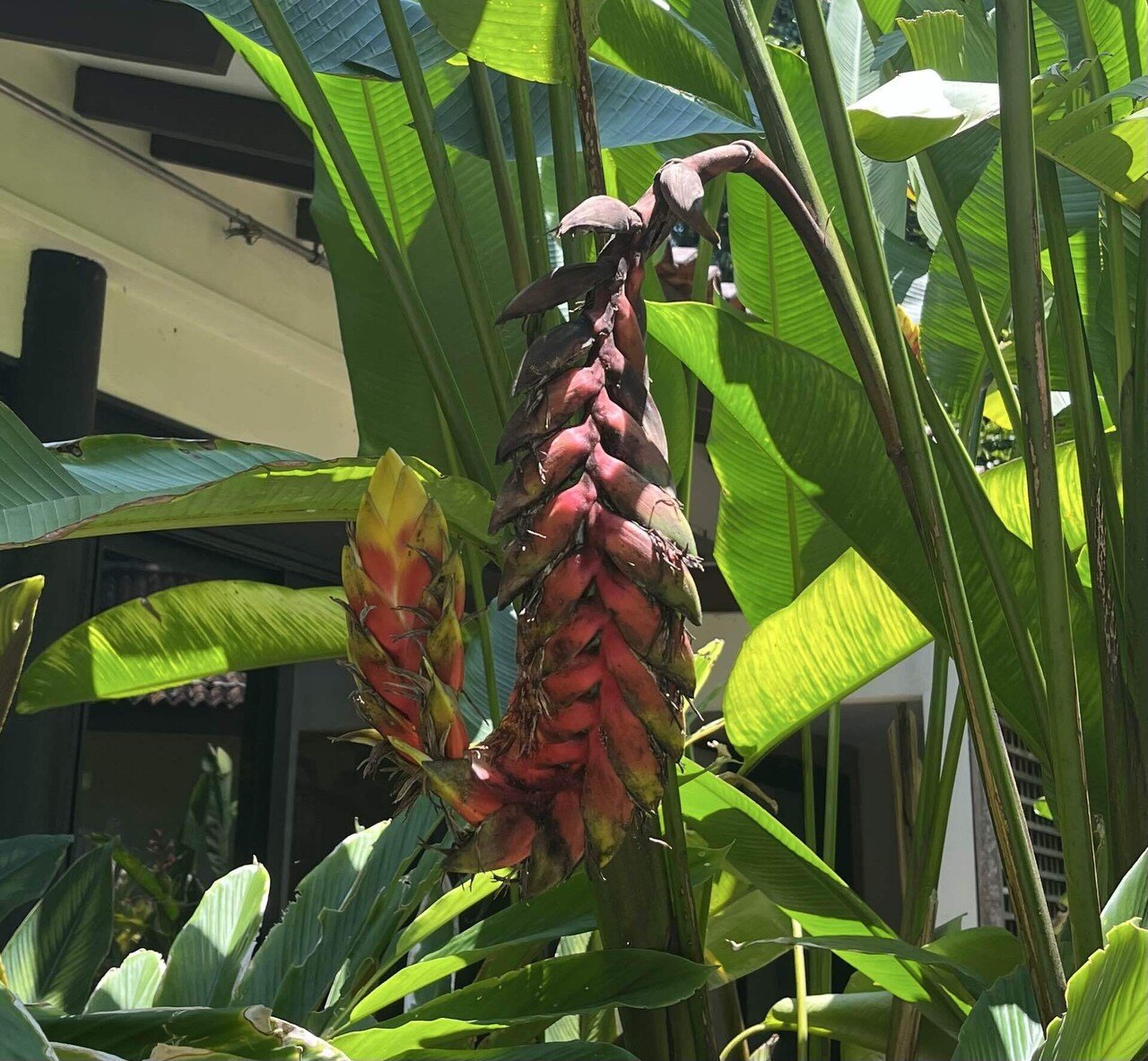 Vol.5-3｜花旅inシンガポール🇸🇬 南国花図録2025｜Sayaka｜Floris of