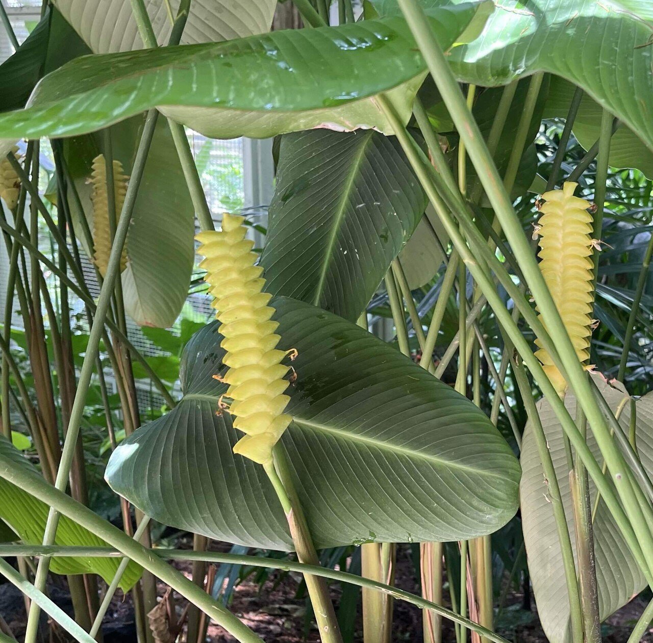 Vol.5-3｜花旅inシンガポール🇸🇬 南国花図録2025｜Sayaka｜Floris of