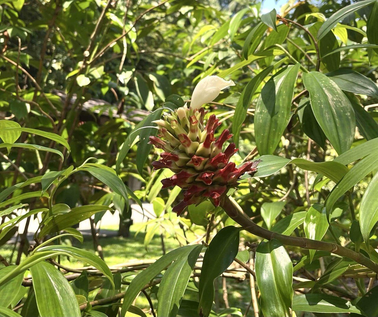 Vol.5-3｜花旅inシンガポール🇸🇬 南国花図録2025｜Sayaka｜Floris of