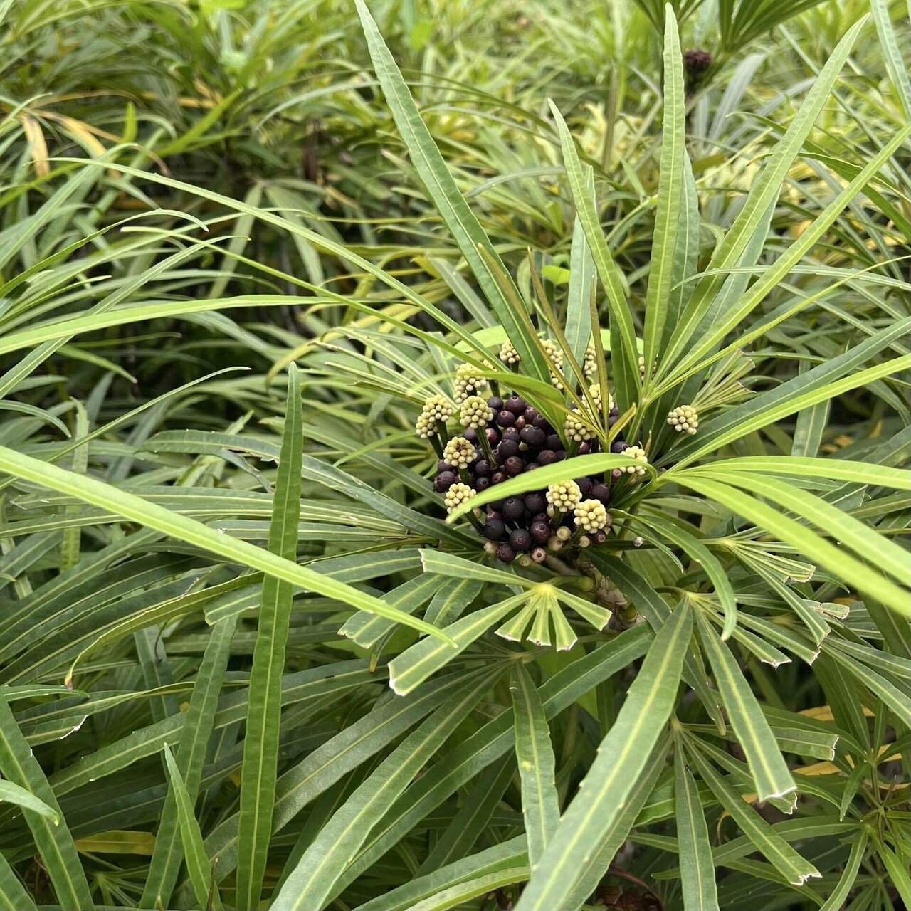 Vol.5-3｜花旅inシンガポール🇸🇬 南国花図録2025｜Sayaka｜Floris of