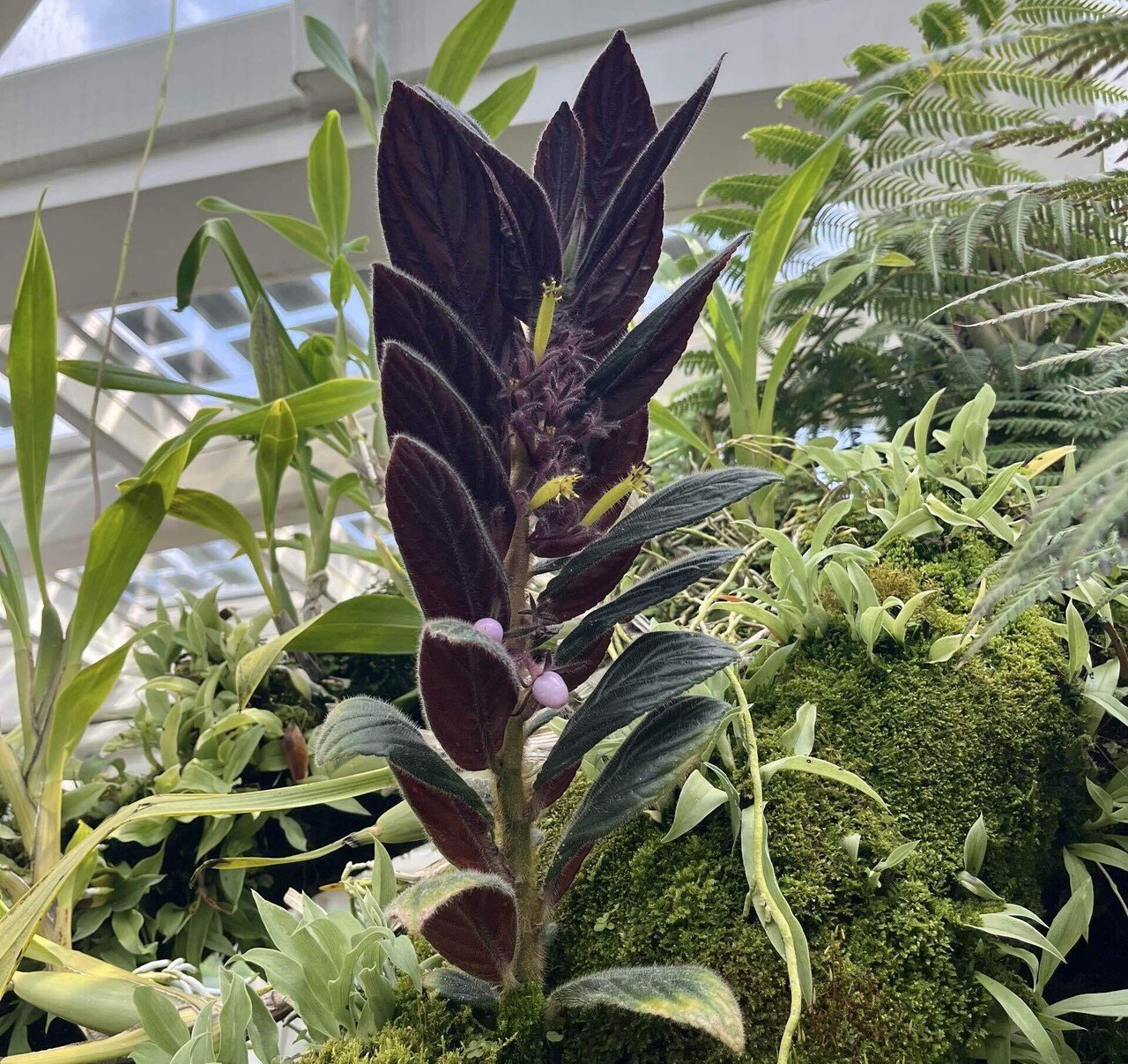 Vol.5-3｜花旅inシンガポール🇸🇬 南国花図録2025｜Sayaka｜Floris of