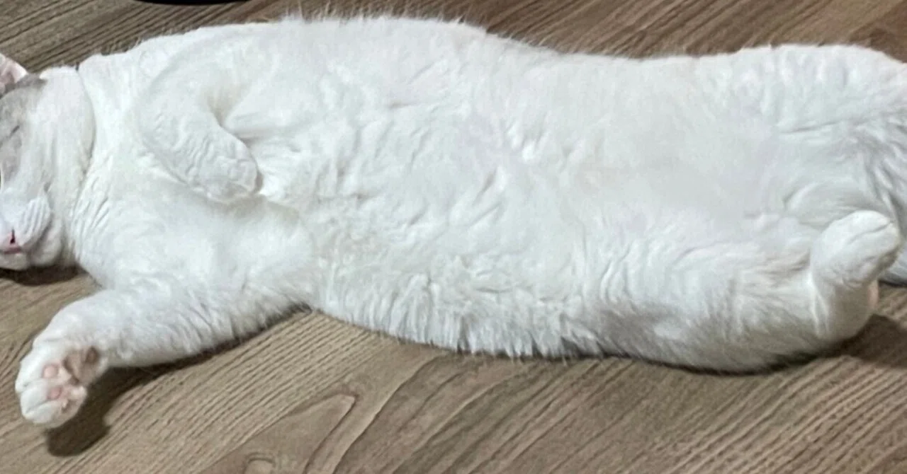 My ASD Wife's Belly Button Panic! Daily Life with My Wife and Cat｜定型犬