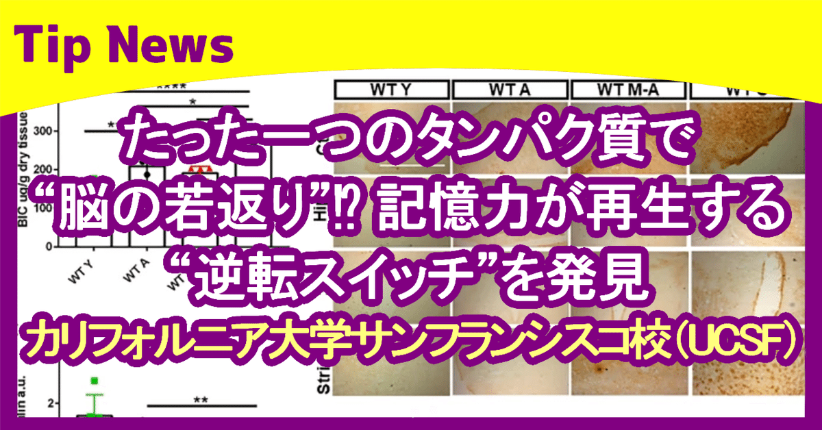 たった一つのタンパク質で“脳の若返り”⁉ 記憶力が再生する“逆転