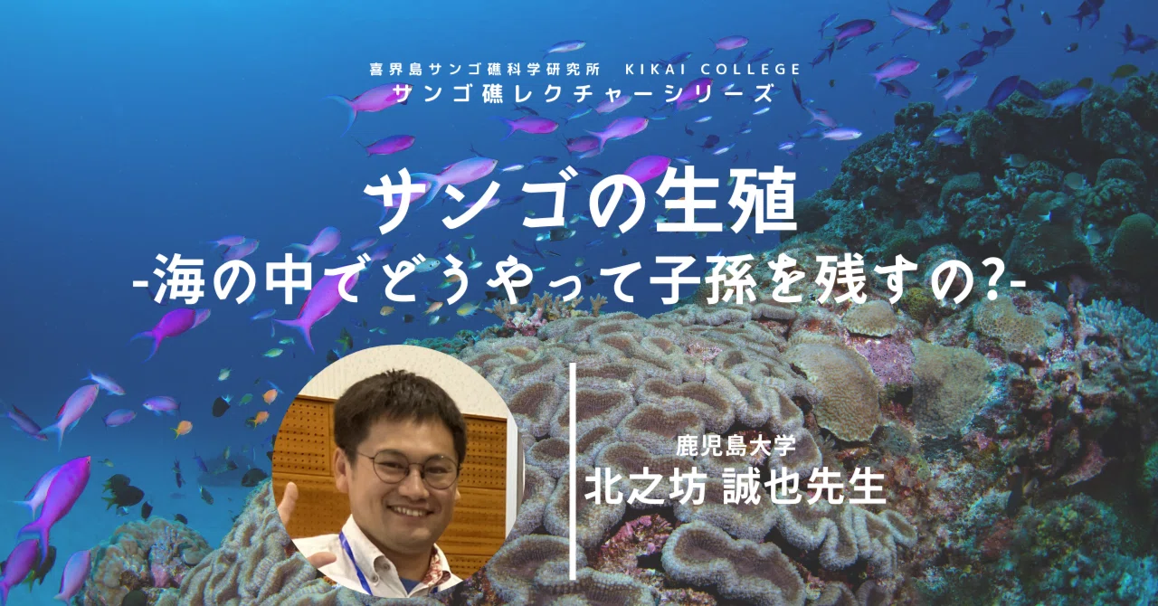 サンゴの生殖-海の中でどうやって子孫を残すの?-」（北之坊先生）動画