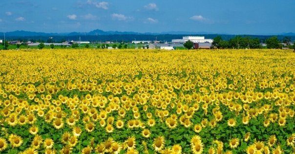 ジャックスCDBOX／ひまわりの花の 早川義夫 今日の一枚〜早川義夫『ひまわりの花』｜スガイヒロシa.k.aSugar