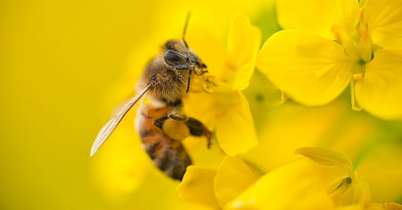 Wasp bumblebee 意味 名詞 ハチ を表す単語 hornet,wasp,bee