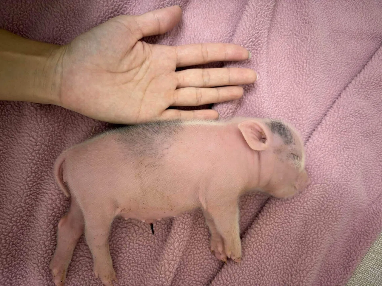 005 ポットベリーとは？マイクロブタの【豆知識①】｜pignic