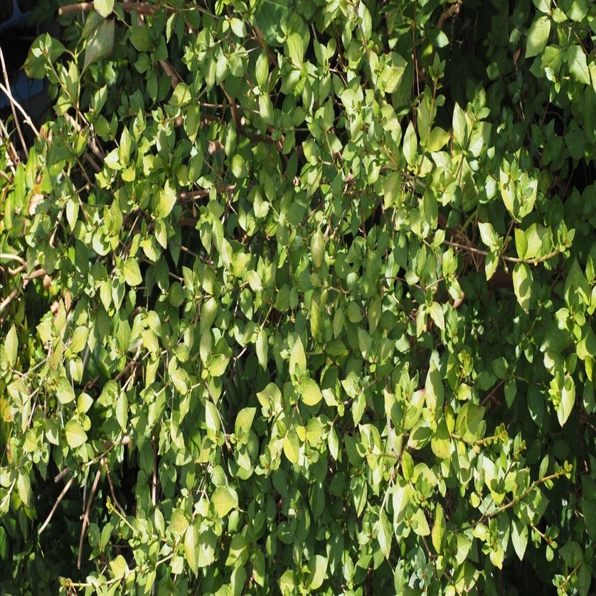 144．夏の我が家のコバノミツバツツジ｜sasayan