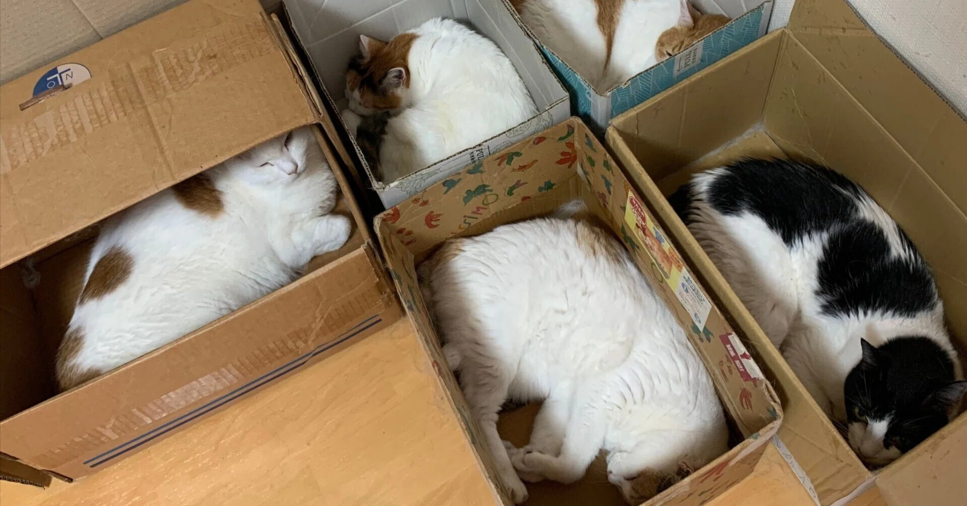 梱包完了ですニャ」1箱に1匹ずつ入る猫たちの収まり具合が良すぎて