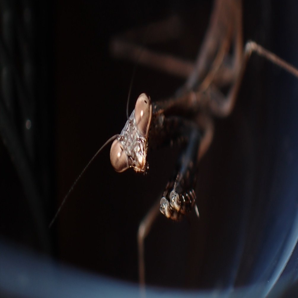 コカマキリ】 カマキリの標本づくり 〈⚠️閲覧注意〉｜アリさんニキ