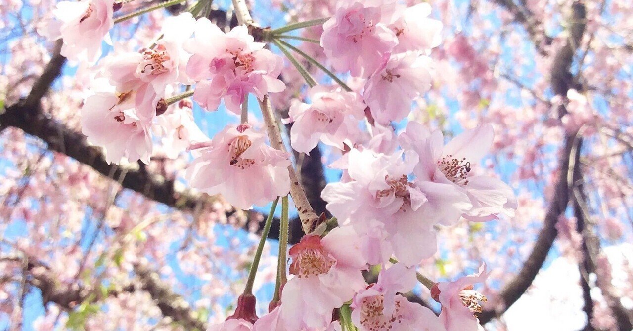 宝塚歌劇 月組公演シニョール ドン・ファン／花の宝塚風土記 s/即決