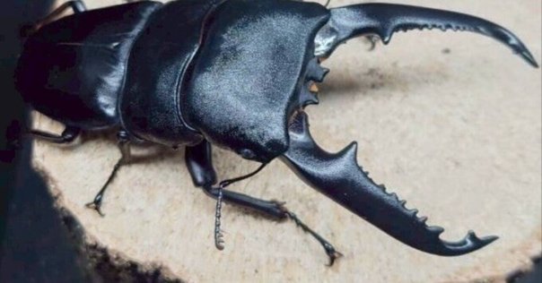 フレンチギアナ産　アクタエオンゾウカブト　99mm ☆貴重☆フレンチギアナ産☆アクタエオンゾウカブト幼虫