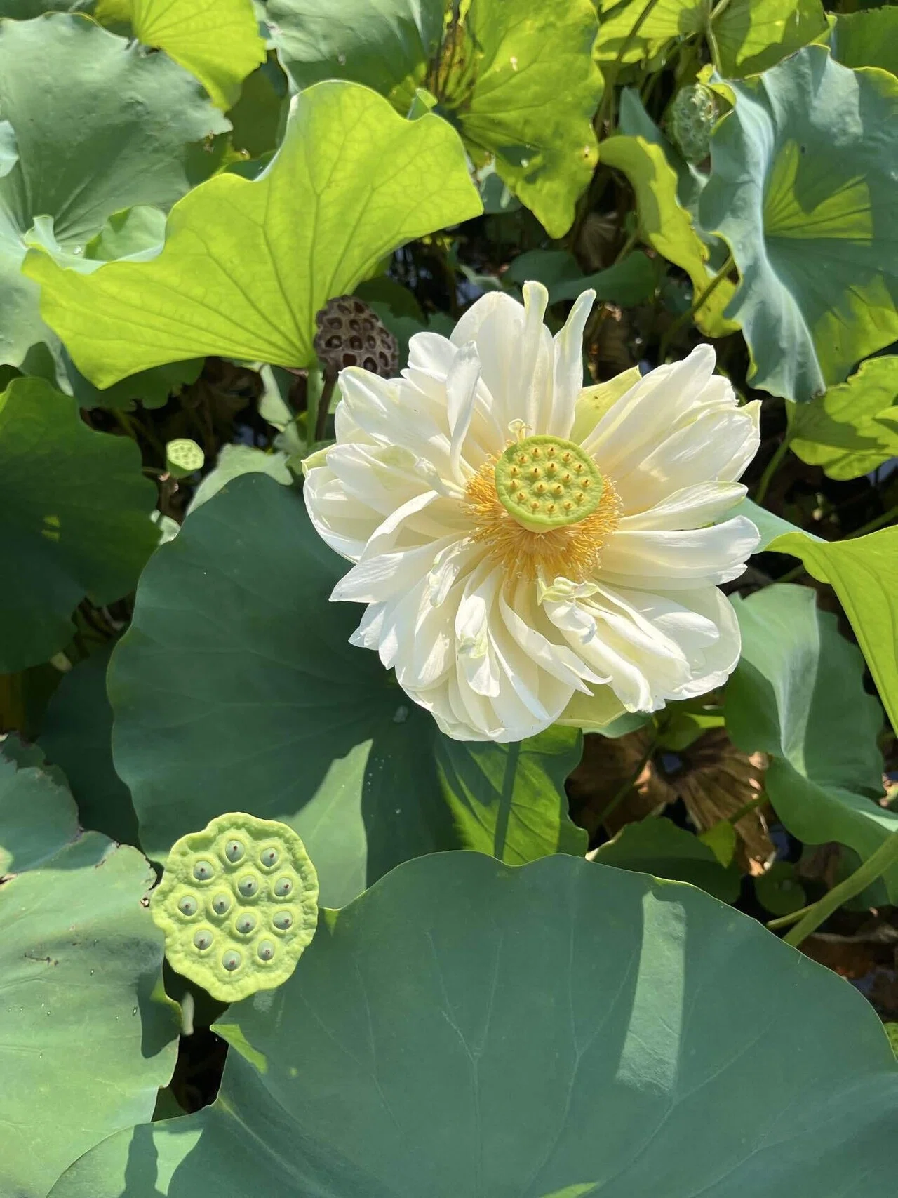 ハス 日本画 有名 花 楽天市場 漆絵 蓮の花 nh19 絵画制作専門