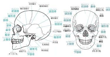 頭蓋骨縫合で姿勢が治る！｜kaguyasyuri
