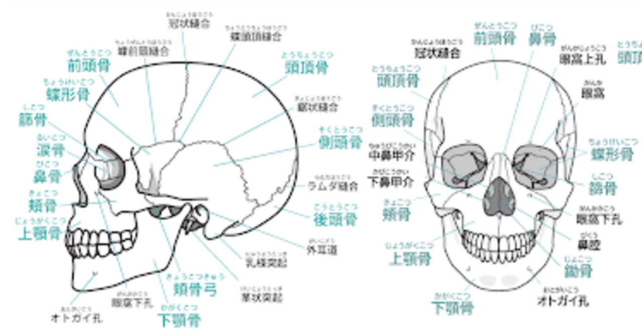 頭蓋骨縫合で姿勢が治る！｜kaguyasyuri