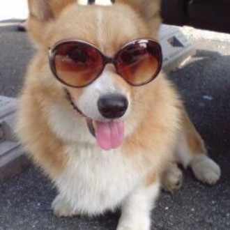 福耳の犬 Note