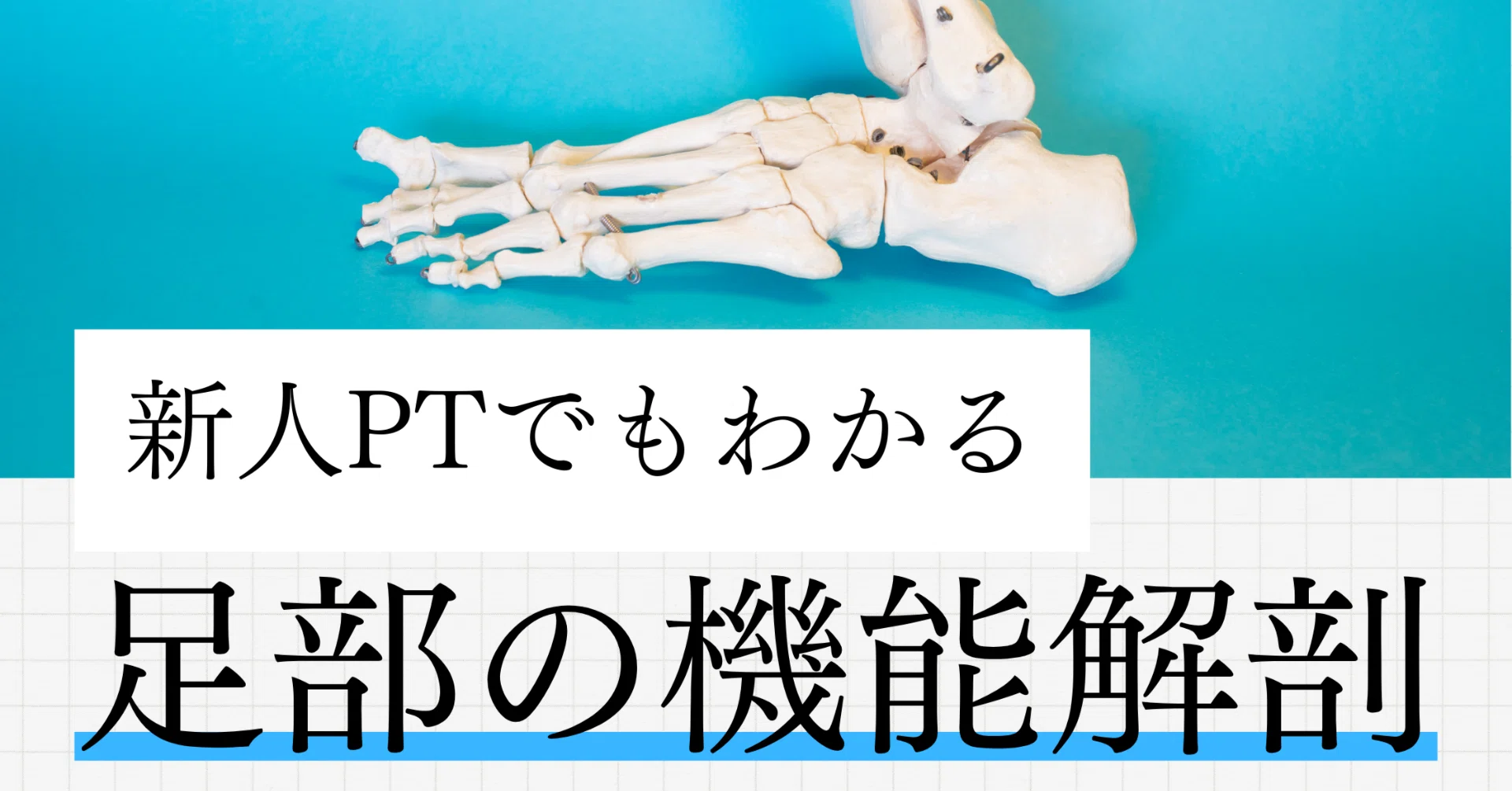 足部の機能解剖を1年目のPTでもわかるように説明します｜神谷なおき