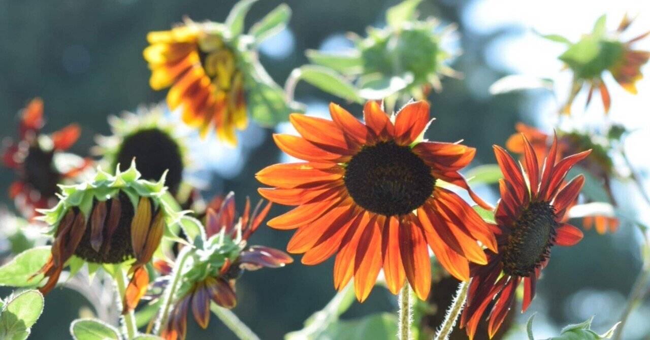 太陽に照らされた灼熱の夏をひまわりとともに｜Anne