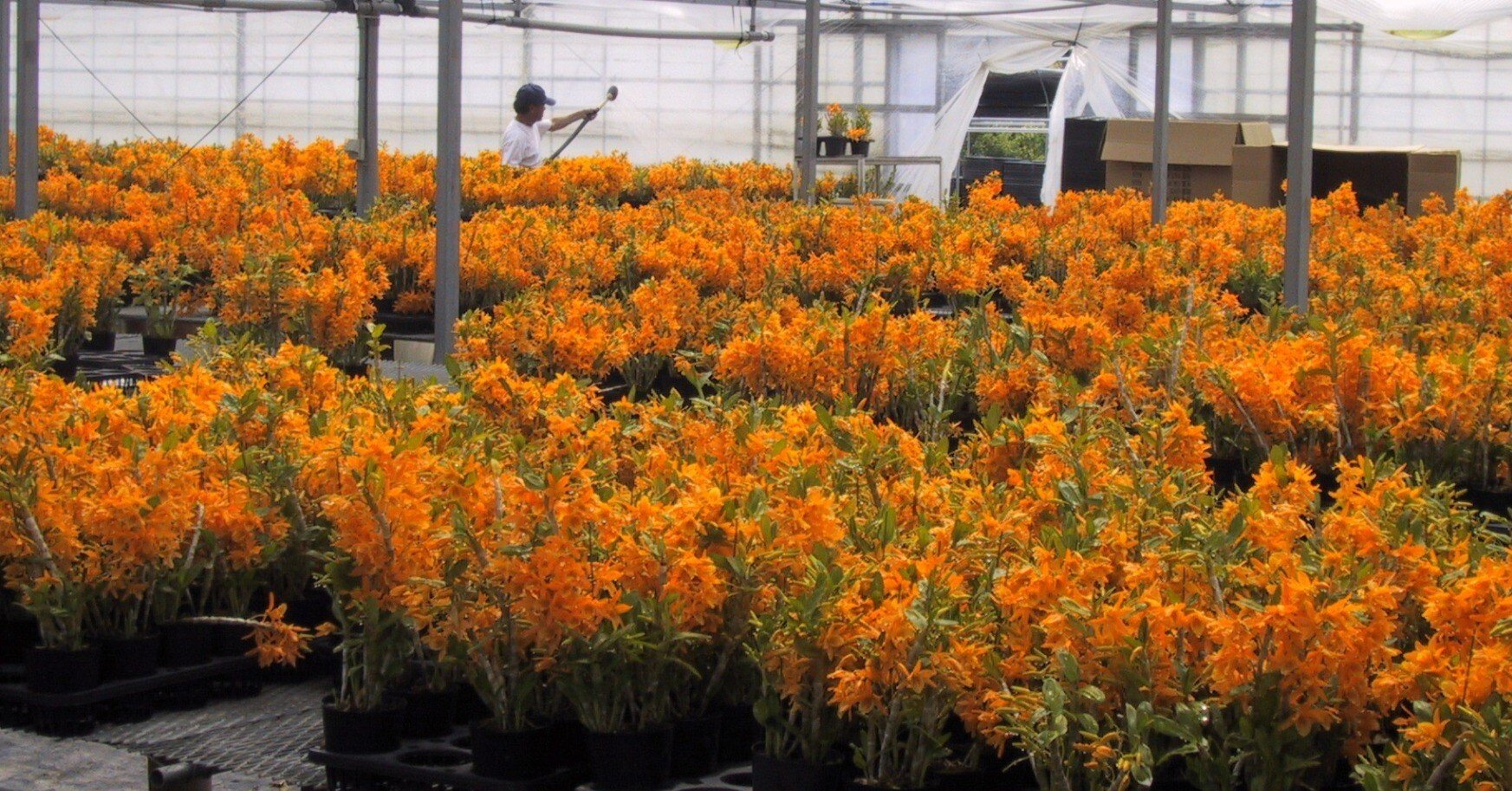 取り組む価値があると、栽培が困難なデンドロの生産と育種に挑む