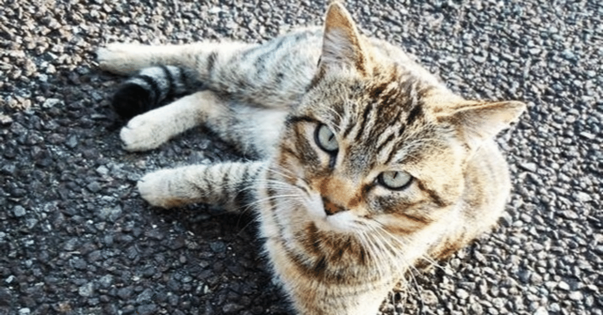 2025年8月(1年/国宝/株の話/Tele倶楽部Ⅱ)|夢見るバク(どりばく)