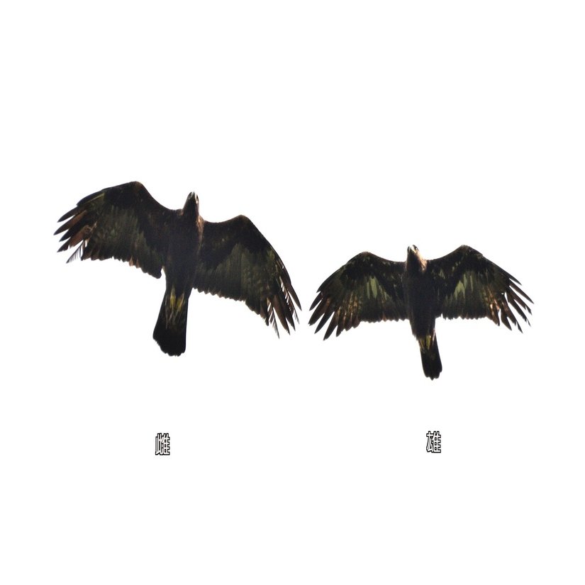 第879回 じゃあ猛禽類の『鷲鷹』も｜翆野 大地