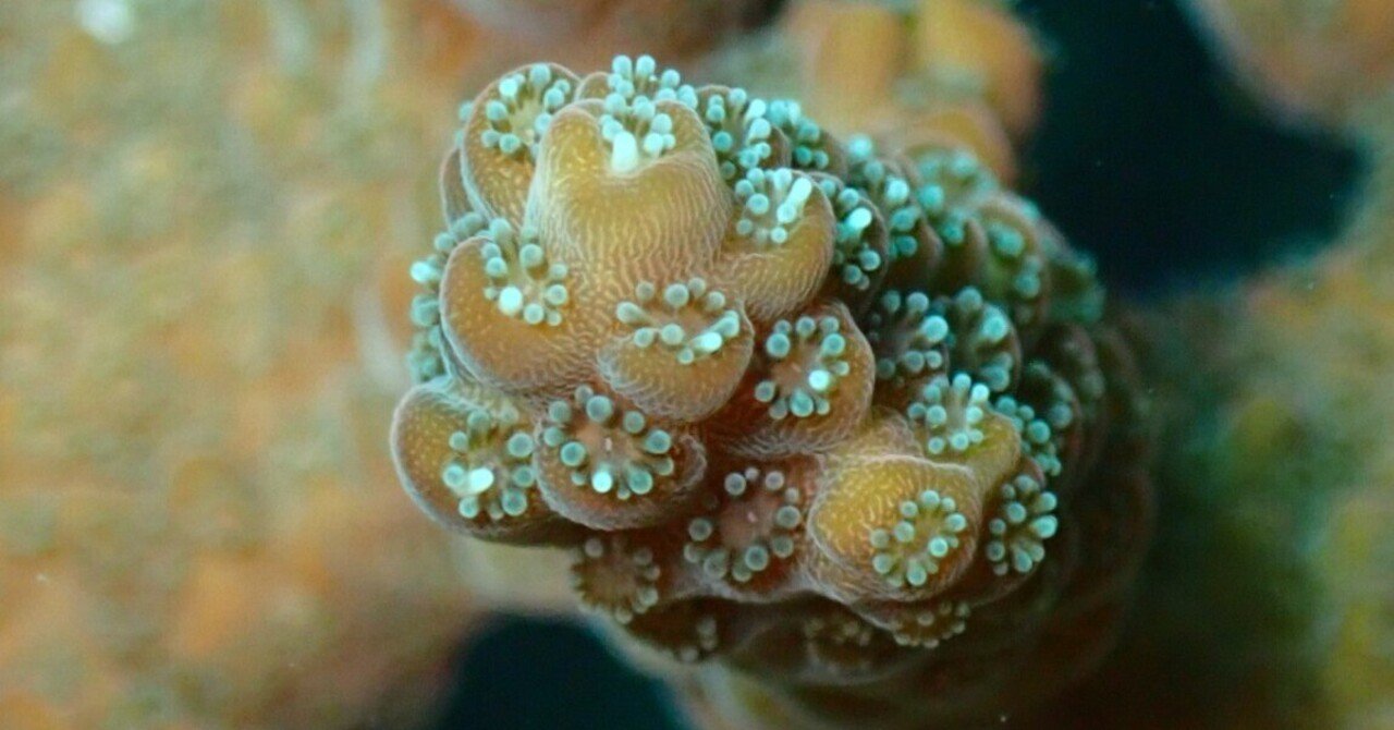 サンゴのポリプを見すぎて気がついた
