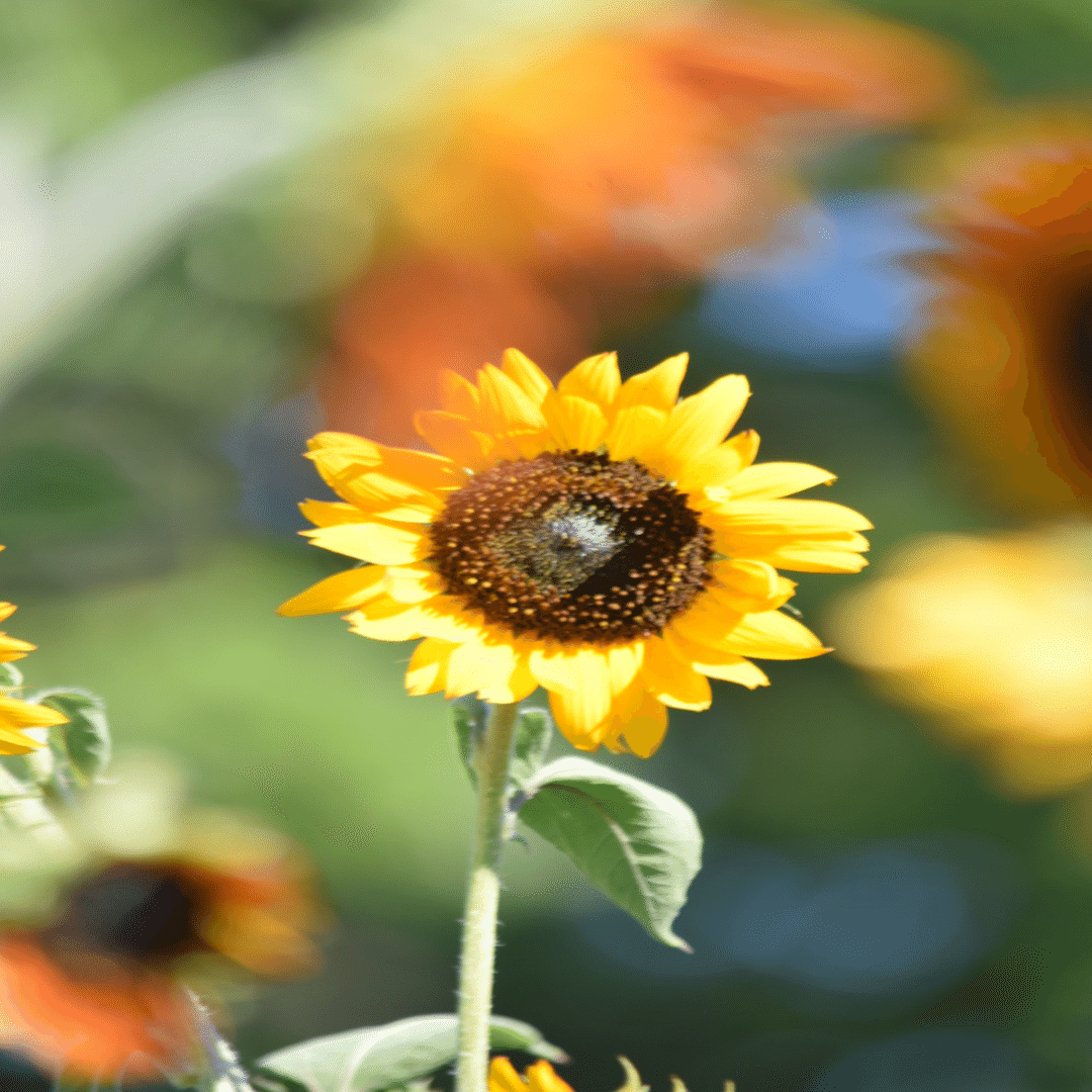 太陽に照らされた灼熱の夏をひまわりとともに｜Anne