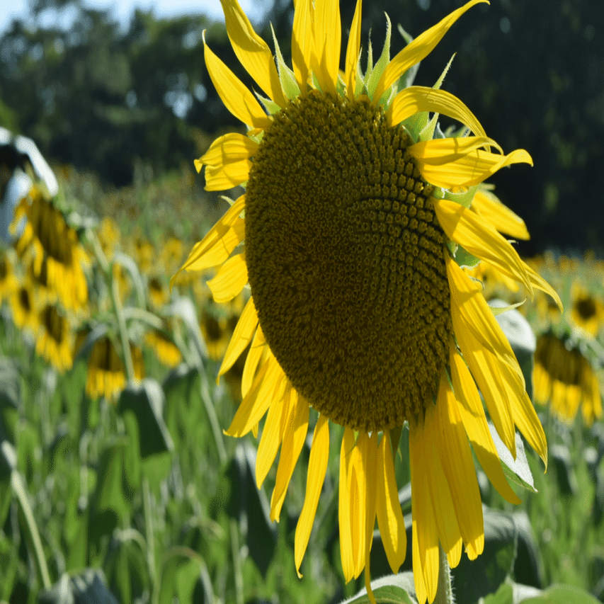 太陽に照らされた灼熱の夏をひまわりとともに｜Anne