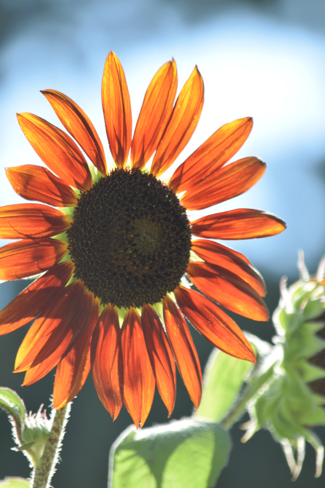 太陽に照らされた灼熱の夏をひまわりとともに｜Anne