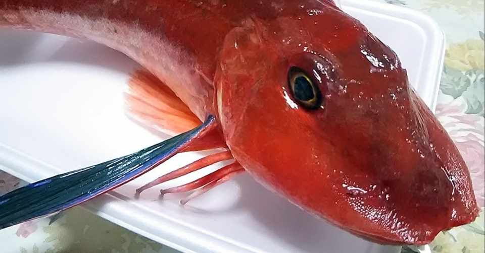 スーさん 高級魚のホウボウを刺身で食べる スー Note