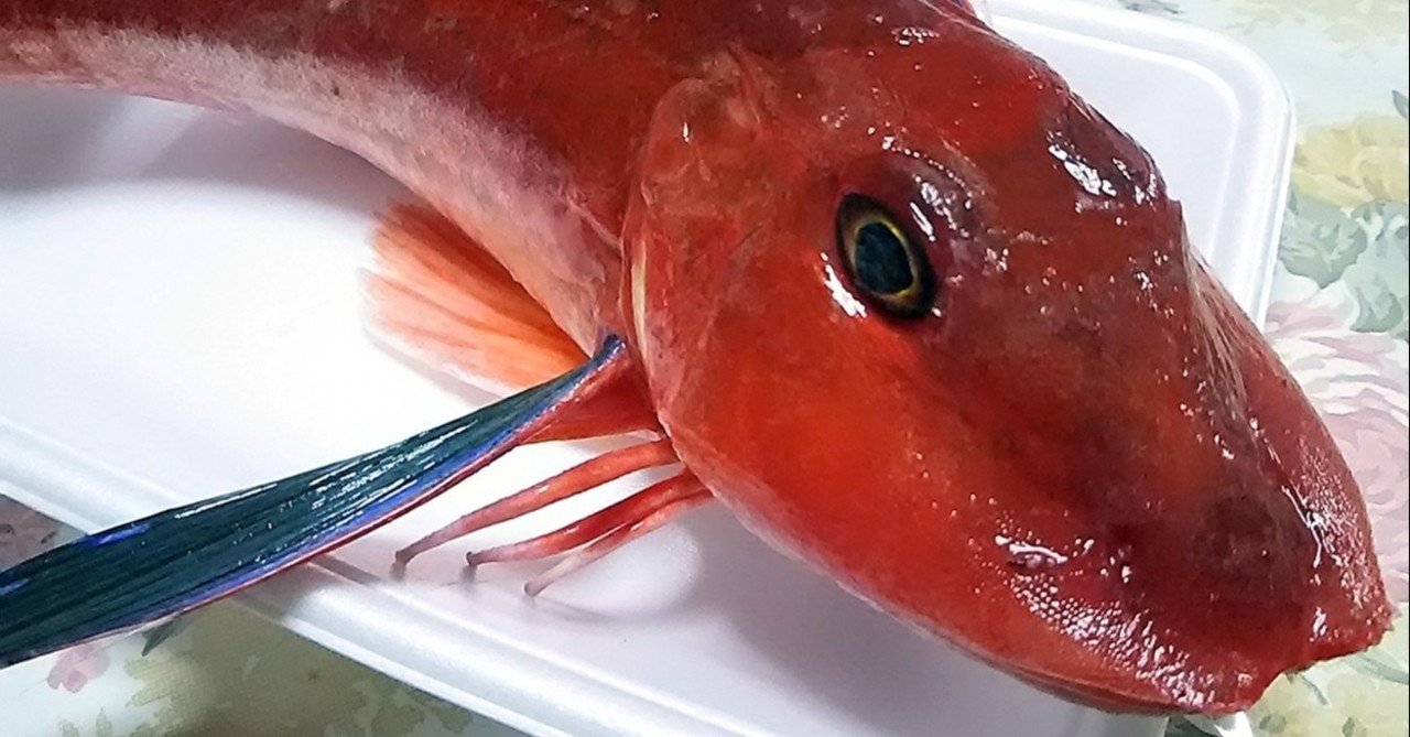 スーさん 高級魚のホウボウを刺身で食べる スー Note スーさん 高級魚のホウボウを刺身で食べる スー Note