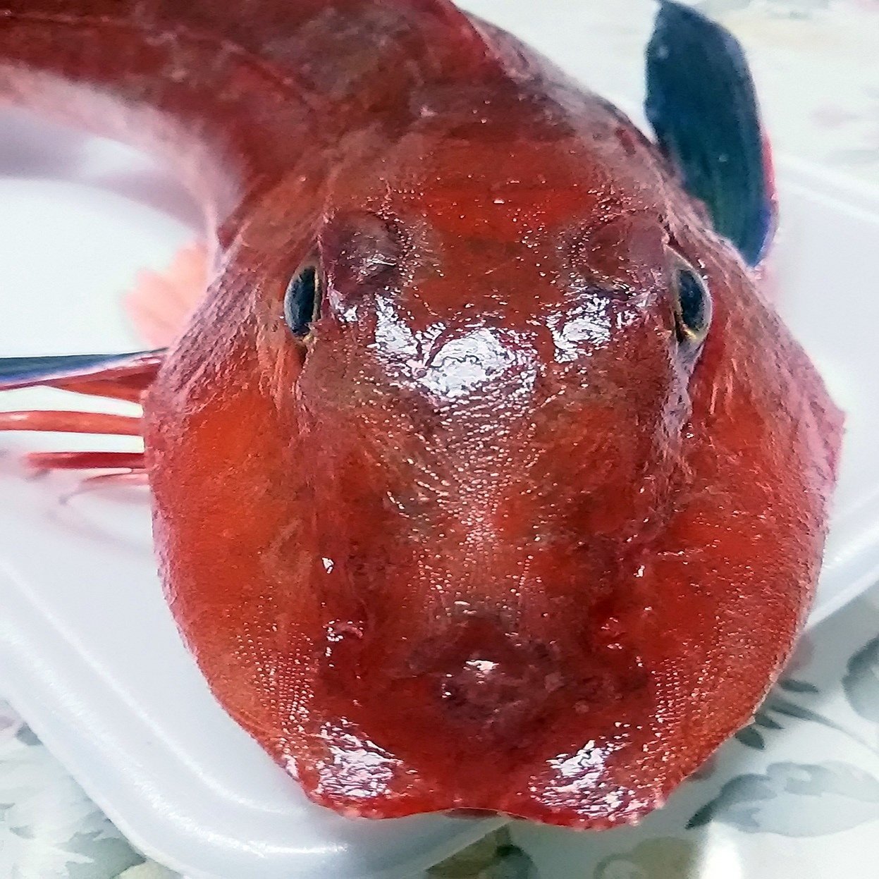 スーさん 高級魚のホウボウを刺身で食べる スー Note