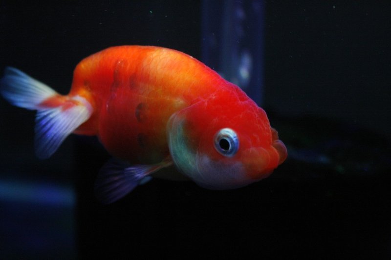 桜錦 桜東錦との記録帖 1 自己紹介 Iori Note