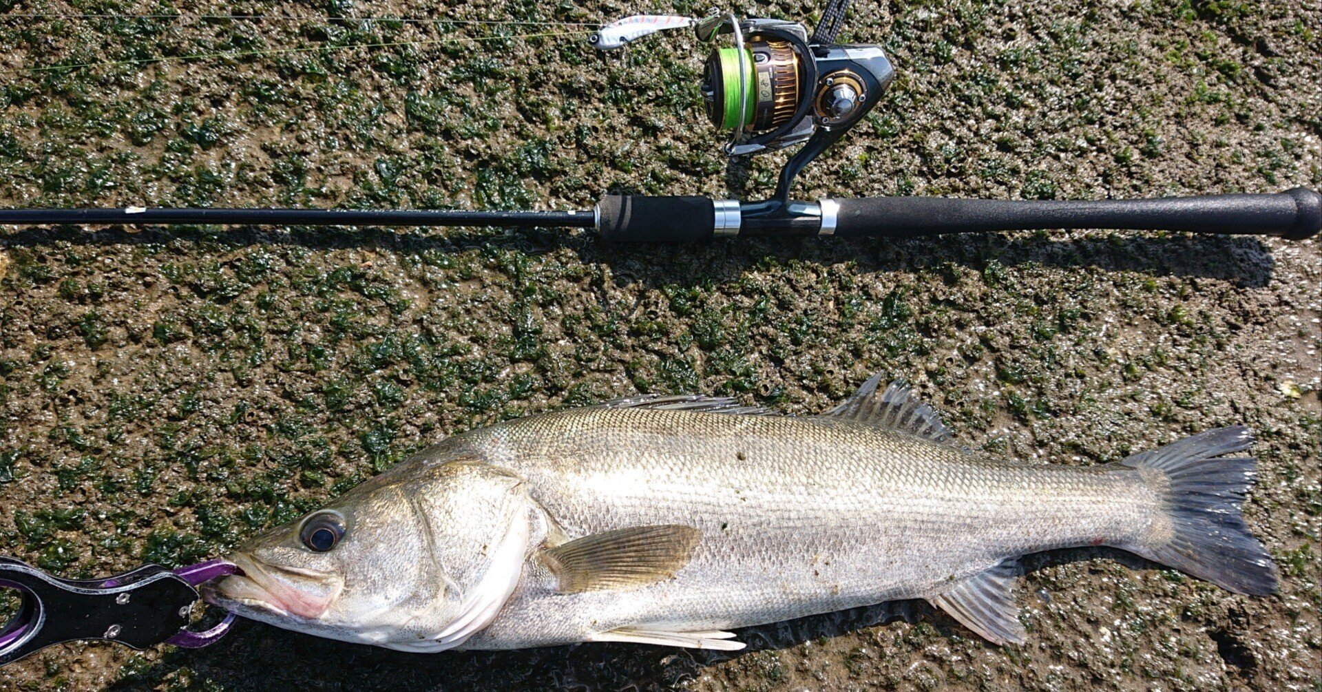 ダイワ(DAIWA) 万能ルアー(シーバス・サーフ)ロッド ルアーニスト 96ML 釣り竿 ダイワ(DAIWA) 万能ルアー(シーバス・サーフ)ロッド ルアーニスト 96ML