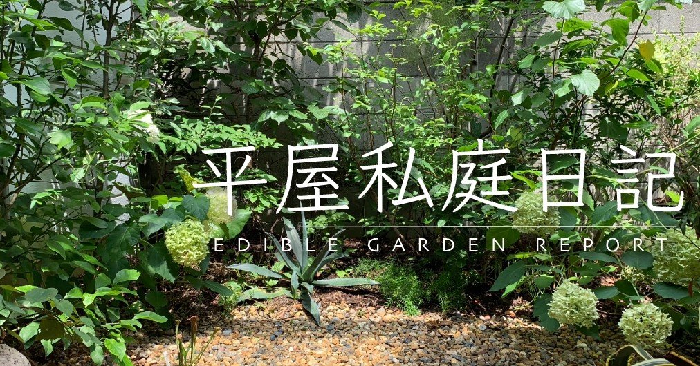 サクランボの開花｜平屋私庭日記＃39｜ライツ社