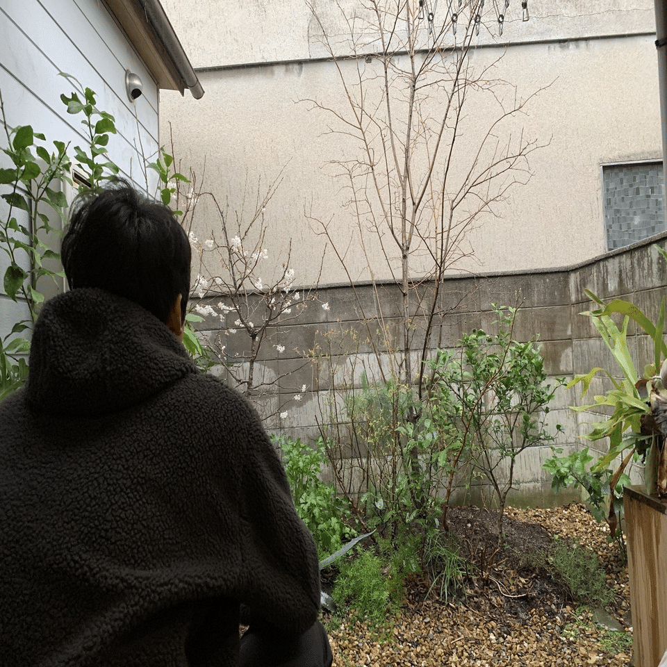 サクランボの開花｜平屋私庭日記＃39｜ライツ社