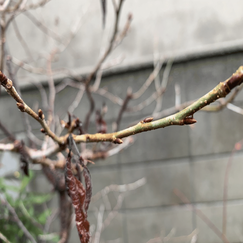 サクランボの開花｜平屋私庭日記＃39｜ライツ社