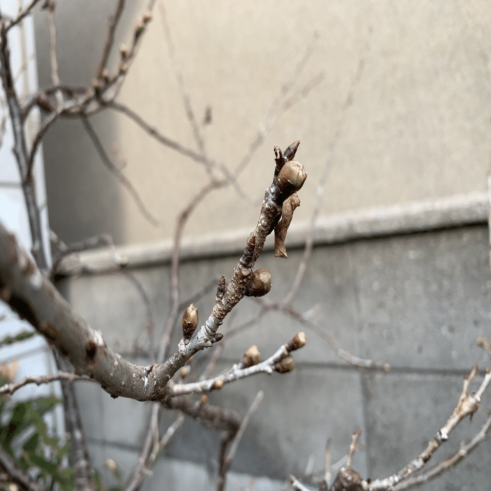 サクランボの開花 平屋私庭日記 ３９ ライツ社