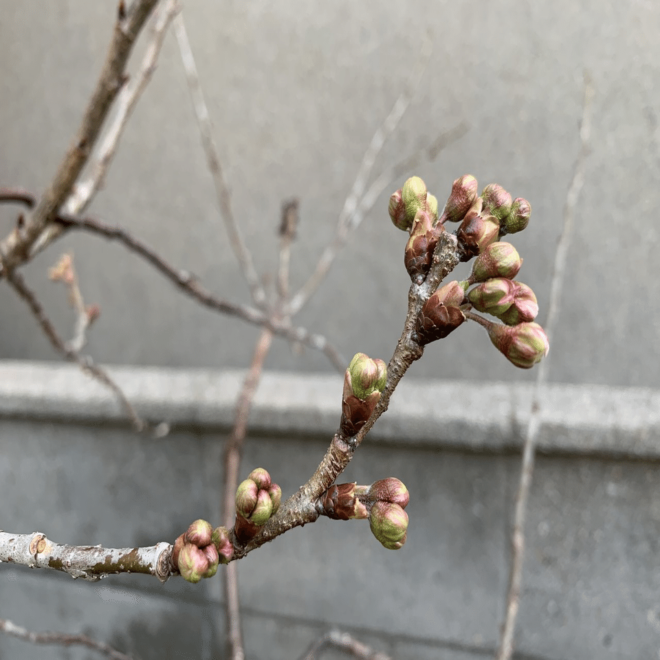 サクランボの開花｜平屋私庭日記＃39｜ライツ社